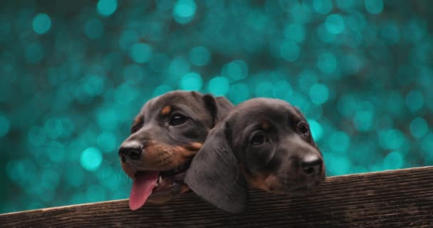 Dos Adorable Teckel Cachorros Jadeando Juntos — Vídeo de stock