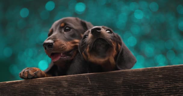 Two Small Teckel Dogs Cuddling Panting Looking Soap Bubbles Falling — Stock Video