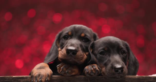 Два Милых Пса Обнимаются Ложатся Головой Лапы Глядя Сторону Красном — стоковое видео