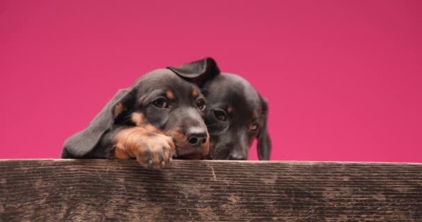 Две Милые Собаки Теккели Обнимаются Своем Укрытии Глядя Сторону Облизывая — стоковое видео