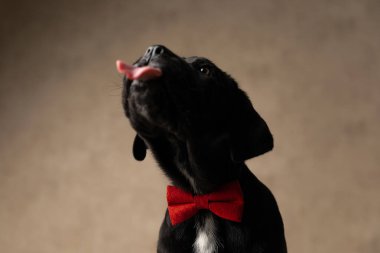 Kırmızı papyon takıp stüdyoda oturan, dilinden sarkan güzel bir baston corso köpeği.