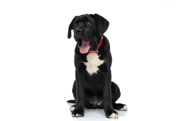 Αξιολάτρευτο Σκυλί Corso Ζαχαροκάλαμου Κόκκινο Γιακά Γύρω Από Λαιμό Κοιτάζοντας — Φωτογραφία Αρχείου