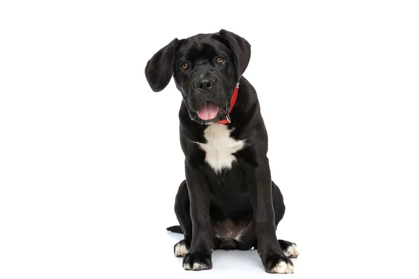 Adorável Canavial Corso Filhote Cachorro Vestindo Colarinho Vermelho Torno Pescoço — Fotografia de Stock