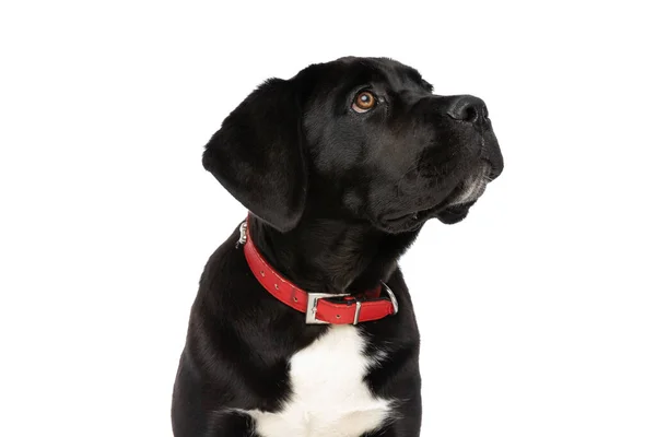Portret Van Zwarte Stok Corso Puppy Omhoog Kijken Het Dragen — Stockfoto