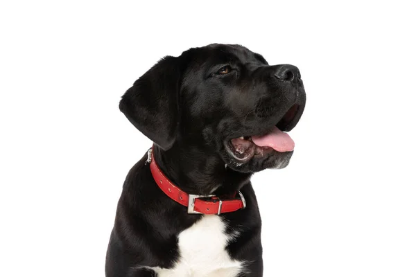 Bonito Preto Cana Corso Cão Olhando Para Lado Ofegante Saindo — Fotografia de Stock