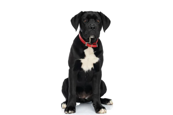Entzückender Rohrkorso Hund Mit Rotem Halsband Den Hals Sitzt Auf — Stockfoto