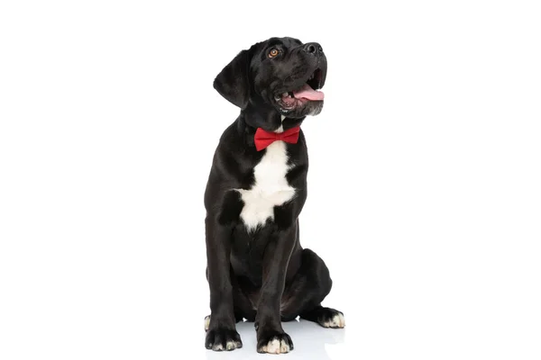 Περίεργος Σκύλος Corso Ζαχαροκάλαμου Φορώντας Κόκκινο Παπιγιόν Λαχάνιασμα Προεξέχουν Γλώσσα — Φωτογραφία Αρχείου