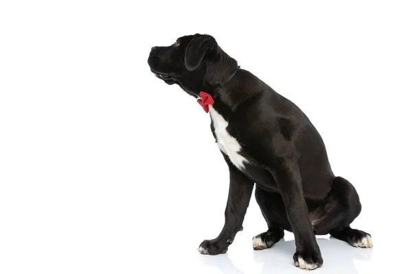 Adorable Cane Corso Dog Con Pajarita Roja Alrededor Del Cuello —  Fotos de Stock