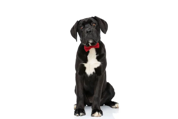 Mooie Wandelstok Corso Hond Met Rode Strikje Zitten Kijken Omhoog — Stockfoto
