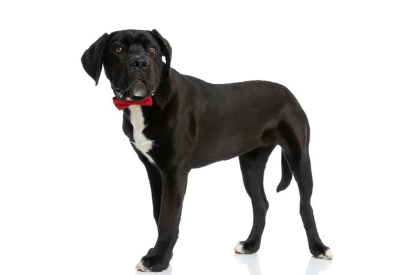 Zijaanzicht Van Elegante Wandelstok Corso Hond Met Rode Strikje Kijken — Stockfoto
