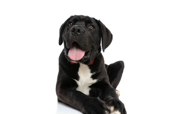 Feliz Cão Corso Cana Com Laço Vermelho Saindo Língua Ofegante — Fotografia de Stock