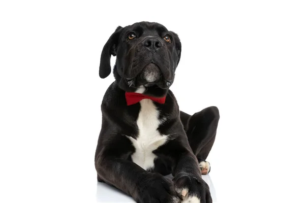 Αξιολάτρευτο Σκυλί Corso Ζαχαροκάλαμου Φορώντας Κόκκινο Παπιγιόν Και Κοιτάζοντας Προς — Φωτογραφία Αρχείου