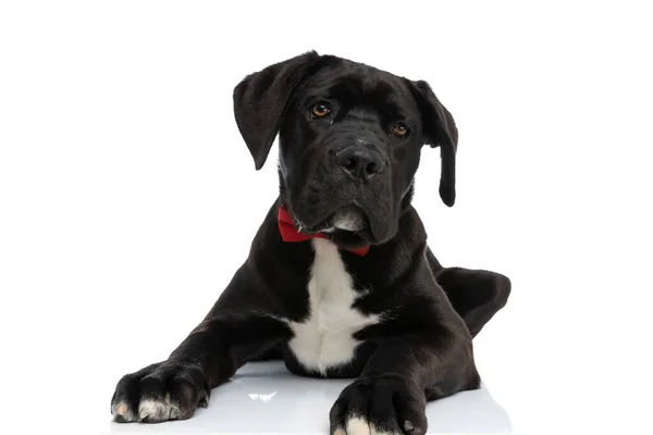 Драгоценная Черная Трость Корсо Собака Красной Бабочкой Вокруг Шеи Лежа — стоковое фото