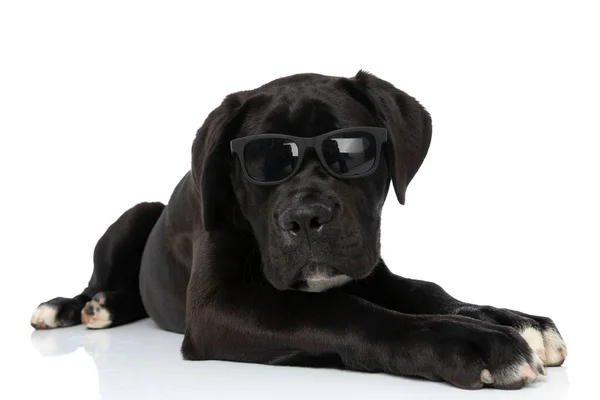 Czarny Pies Corso Trzciny Noszący Okulary Przeciwsłoneczne Leżący Białym Tle — Zdjęcie stockowe