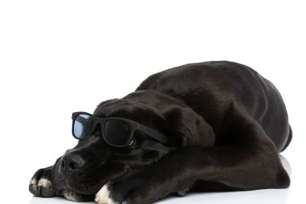 Cane Corso Puppy Sunglasses Holding Head Looking Laying Isolated White — Stock Photo, Image