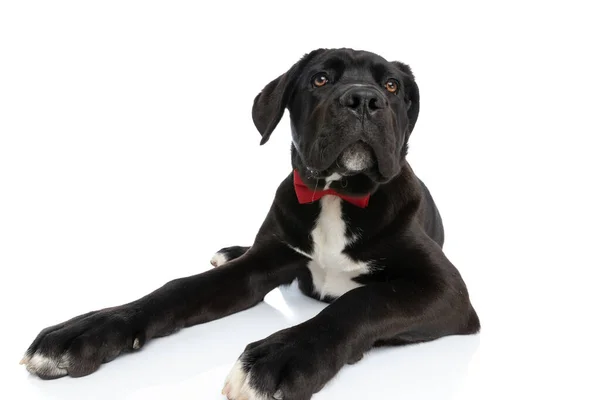 Κομψό Corso Σκυλί Ζαχαροκάλαμου Φορώντας Κόκκινο Παπιγιόν Περιέργως Κοιτάζοντας Προς — Φωτογραφία Αρχείου