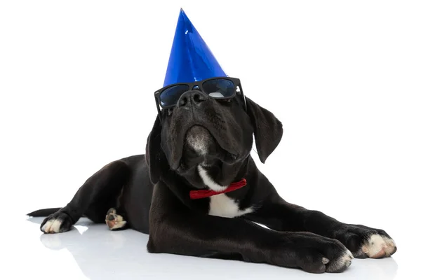 Funny Cane Corso Dog Wearing Birthday Hat Sunglasses Bowtie Looking — Stock Photo, Image