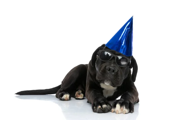 Lindo Cane Corso Perro Con Gafas Sol Sombrero Cumpleaños Acostado — Foto de Stock