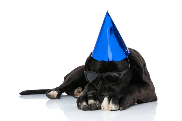 Adorabile Cane Corso Cucciolo Indossa Cappello Compleanno Occhiali Sole Tenendo — Foto Stock