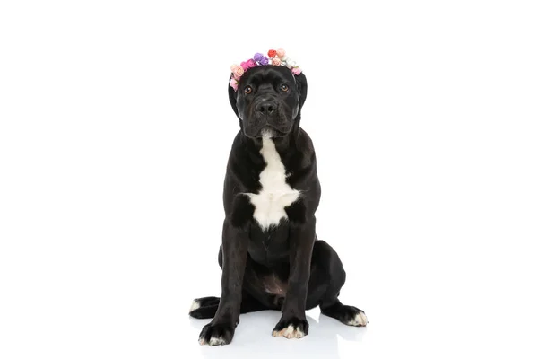 Adorable Cane Corso Doggy Wearing Flower Headband Sitting Isolated White — Stock Photo, Image