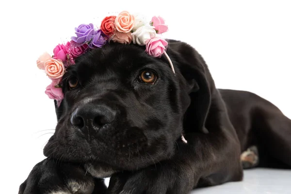 Retrato Cachorro Bonito Cana Corso Vestindo Flores Headband Olhando Para — Fotografia de Stock