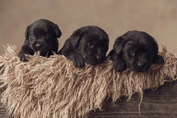 Gruppe Entzückender Kleiner Labrador Retriever Welpen Die Einer Holzkiste Liegen — Stockfoto