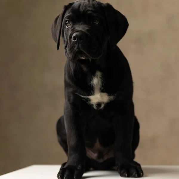 Adorável Cana Corso Cão Sentado Olhando Para Longe Sendo Pensativo — Fotografia de Stock