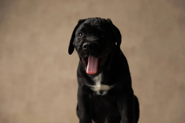 Zuckerrohrkorso Hund Gähnt Und Streckt Seine Zunge Aus Sitzt Studio — Stockfoto