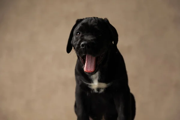 Doce Cana Corso Cão Bocejando Salientando Língua Sentado Estúdio — Fotografia de Stock