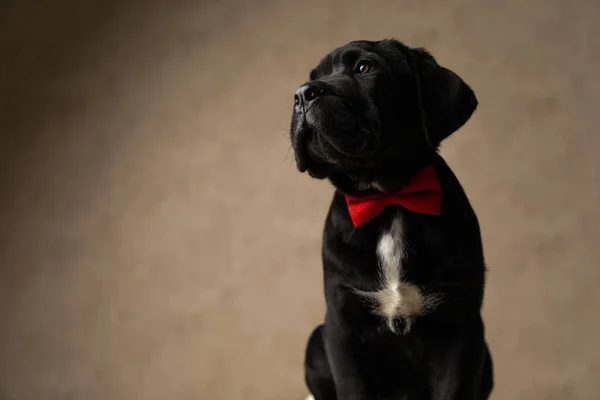 Stüdyoda Kırmızı Papyon Takmış Bir Köpek Yan Bakıyor — Stok fotoğraf