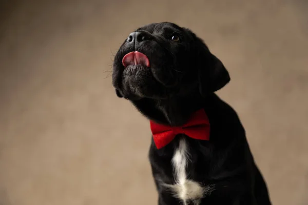 Zuckerrohrkorsohund Leckt Sich Den Mund Trägt Eine Rote Fliege Und — Stockfoto
