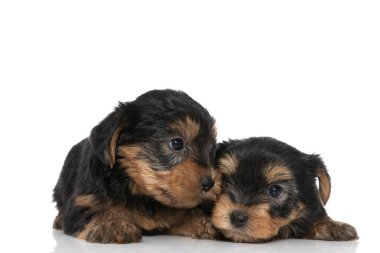 Beyaz arka planda birbirini seven iki küçük Yorkshire teriyeri köpeği.