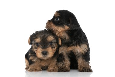 Tatlı Yorkshire Terrier köpeği arkadaşına sarılıyor ve beyaz arka planda yer almak istiyor.