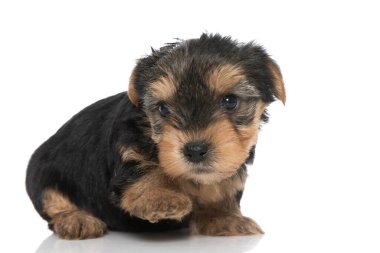 Bir pençesi beyaz arka planda uzanmış şirin bir Yorkshire teriyer köpeğinin yan görüntüsü