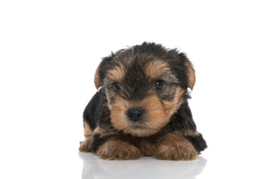 tapılası Yorkshire Terrier köpeği beyaz arka plandaki kameraya bakıyor.