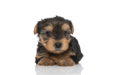 Sevimli küçük Yorkshire teriyer köpeği uzanmış beyaz arka plandaki kameraya bakıyor.