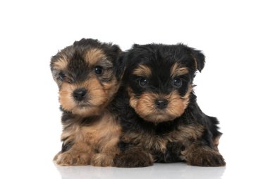 İki şirin Yorkshire teriyeri yan yana oturup kameraya bakıyorlar.