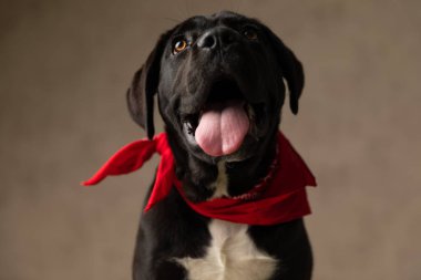 Aç kamış Corso ilginç bir şekilde yukarı bakıyor, dili dışarı çıkıyor ve nefes nefese, yemek beklerken stüdyoda kahverengi arka planda oturuyor.