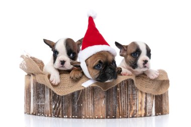 Üç Fransız bulldog köpeğinin dikkatini başka bir şey dağıtıyor. Yılbaşı şapkası takıyorlar ve ahşap bir barınakta duruyorlar.