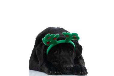 Güzel Labrador Retriever köpeği pençelerinin üzerinde dinleniyor ve kafasında yeşil geyik boynuzları var. 