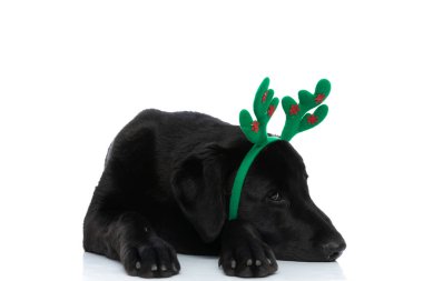 tapılası labrador av köpeği başını patilerine yaslıyor ve beyaz arka planda geyik boynuzları takıyor.