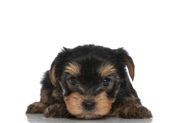 Bonito Yorkshire Terrier Cão Deitado Olhando Para Câmera Fundo Branco — Fotografia de Stock