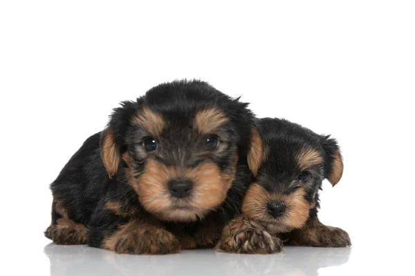 Két Édes Yorkshire Terrier Kutyák Összebújva Földön Ellen Fehér Háttér — Stock Fotó