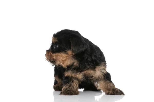 Χαριτωμένο Yorkshire Terrier Σκυλί Ψάχνει Για Πλευρά Και Στέκεται Πάνω — Φωτογραφία Αρχείου