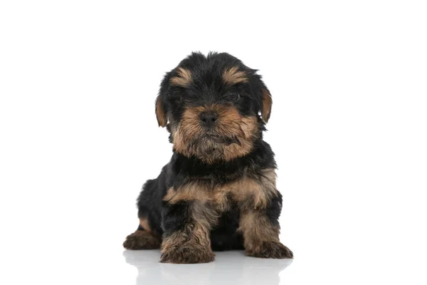 Sentado Bonito Yorkshire Terrier Cão Olhando Para Câmera Contra Fundo — Fotografia de Stock