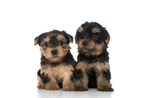 Две Маленькие Йоркширские Собаки Терьеры Сидят Смотрят Камеру Белом Фоне — стоковое фото