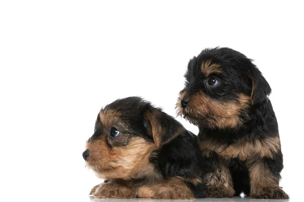 Due Yorkshire Terrier Cani Essere Curiosi Qualcosa Loro Fianco Sfondo — Foto Stock