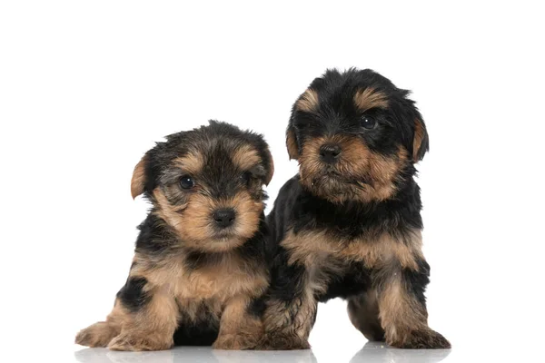 Два Милих Йоркширських Тер Єра Собаки Виглядають Один Бік Інший — стокове фото