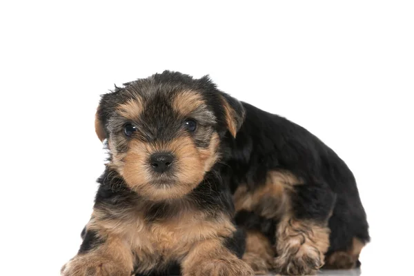 Söt Yorkshire Terrier Hund Gömmer Sig Bakom Sin Vän Mot — Stockfoto