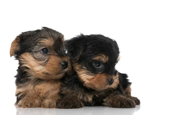 Zwei Entzückende Yorkshire Terrier Hunde Die Zur Seite Schauen Und — Stockfoto